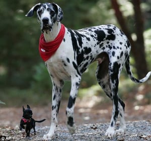 Great Danes and Chihuahuas are the most destructive dogs to have in ...