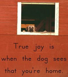 Quotes About Our Furry Friends