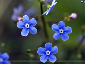 forget me not 1024x768 wallpaper 5 forget me not part