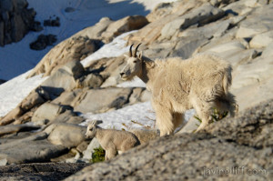 Mountain Goats Desert Credited