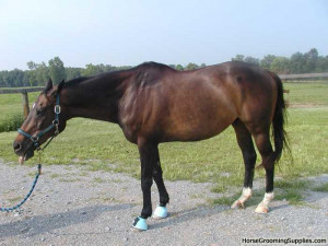 ... withers- with pictures at the Tack & Equipment forum - Horse Forums