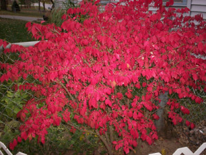 This past fall the Burning Bush did well. It took a year or two to get ...