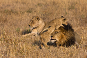 for male lion protecting cubs displaying 19 images for male lion
