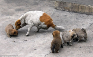 Two-legged stray dog gives birth to four puppies in China (and their ...
