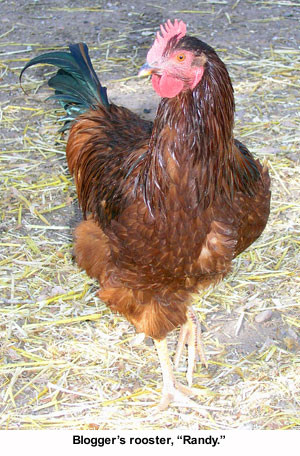 roosters crow because they hear other roosters crowing to show that a ...