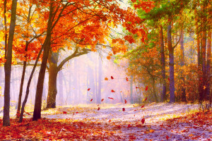 download the falling leaves wallpaper tags leaves path autumn forest ...