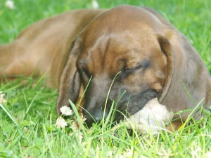 Roald Amundsen Quote