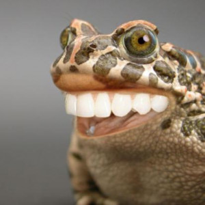 White Teeth Frog