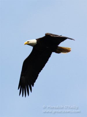 Bald Eagle How Fly With Eagles