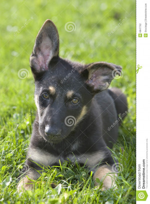 Cute german shepherd puppy