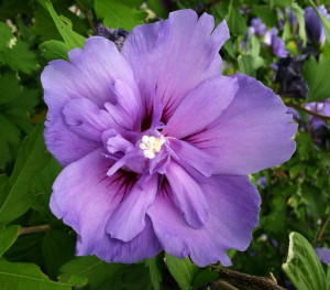 ... hibiscus #flower #purple #nature #mainegardens #bloomHibiscus Flower