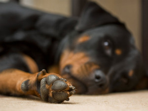Funny Rottweiler In Lying Position ...