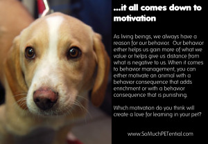 Pet training: It all comes down to motivation
