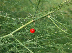uk 2012 nov toxicology asparagus asparagus and once asparagus genus