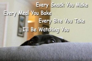 ... meal you bakeEvery bite you takeI'll be watching you Funny Dogs Quote