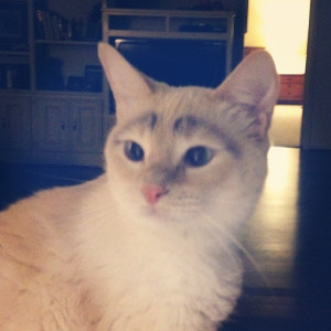 The Cat With Eyebrows.