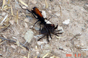 Last edited by stabetha; 2012-05-10 at 11:49 PM .