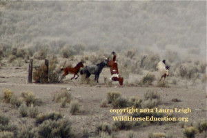 Wild horse being chased through barbed wire fencing during a roundup ...