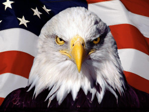bald eagle hd wallpapers beautiful desktop background pictures ...