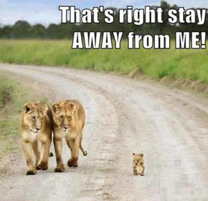 this baby lion is so cute but he thinks he is a big bad lion and so do ...