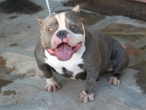 American Bully Pit Bulls – Gottiline & Razors Edge