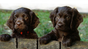 boykin spaniels... the love of my life: Brown Dogs Boykin, Boykin ...