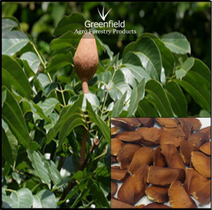 Mahogany forestry tree seeds ( Swietenia macrophylla )(India)