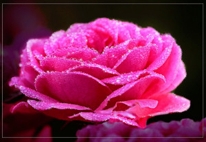Pink Glitter Roses