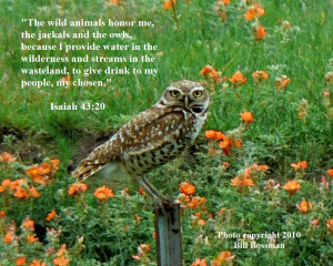 Ask the Birds and They Will Tell You