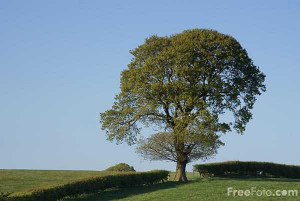 Picture of Tree in a field of green grass - Free Pictures - FreeFoto ...