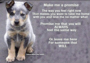 Home » » Pet Adoption Agency