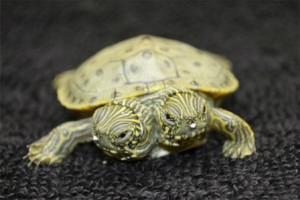 two headed turtle has hatched at the san antonio zoo and officials ...