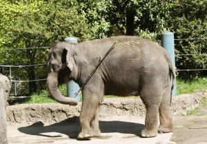 Woodland Park Zoo: Truth Behind the Pretense