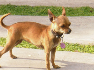 Chihuahua Cabeza De Venado Busca Novia