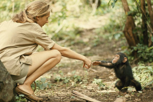 Jane Goodall and young chimpanzee in 1964. ( i.imgur.com )