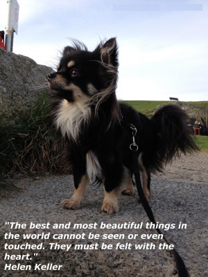 Viewing Gallery For - Animal Abuse Quotes