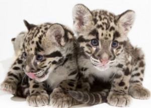 cute tiger cubs cute tiger cubs