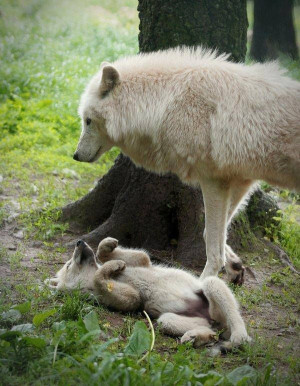 Mothers Love, Mothers Day, Animal Kingdom, Protective Th Beautiful ...