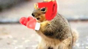 Funny Squirrel (29)