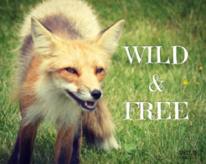 ... Animal, Red Fox, Animal Portrait, Inspirational Quote, Rustic Cabin