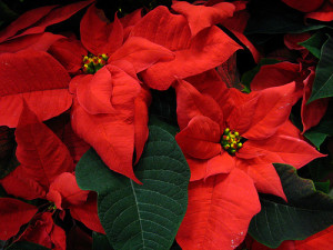 red christmas flowers red christmas flower