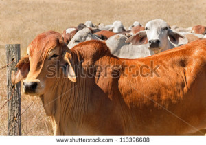 Australian Beef Cattle