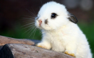 Fluffy White Bunny Wallpapers Pictures Photos Images