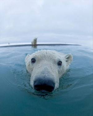polar bear,