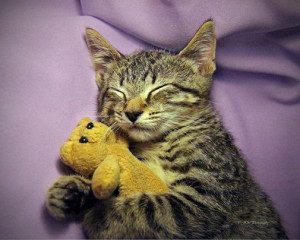 18 Cute Pictures of Cats and Dogs with Their Stuffed Toys