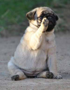 ... Pugs Puppies, Funny Dogs, Cutest Dogs, Adorable, Bye Bye, Pugs Life