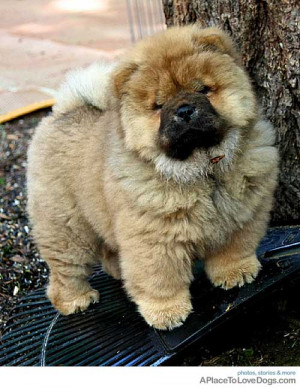 electra-cuteChow Chow Gracie 12 weeks old