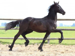 friesian horses for sale