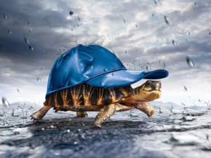 3D turtle in the rain Hd Wallpapers
