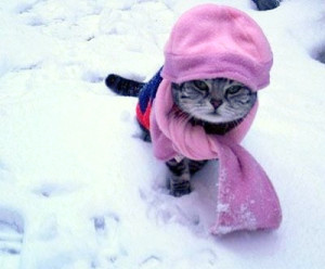 You are prepared for winter … is your pet?